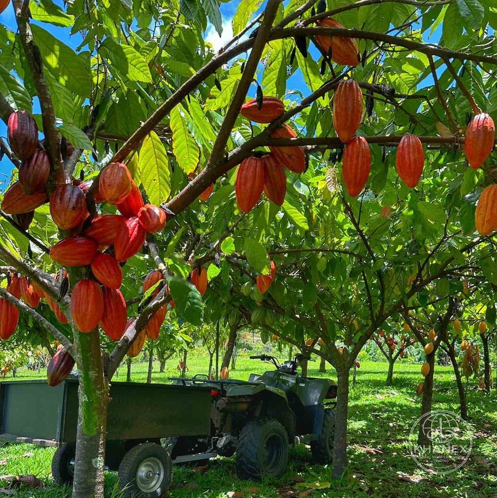 Cocoa beans