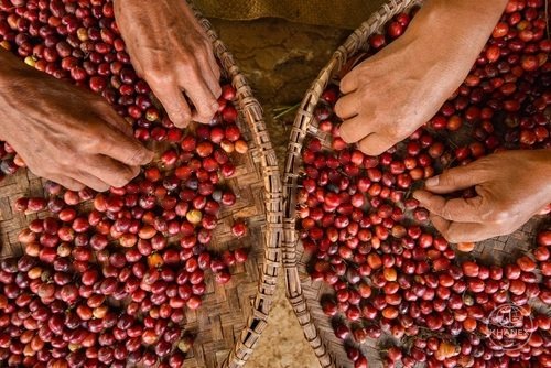 Coffee beans