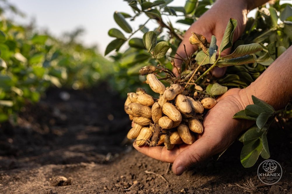 Groundnuts