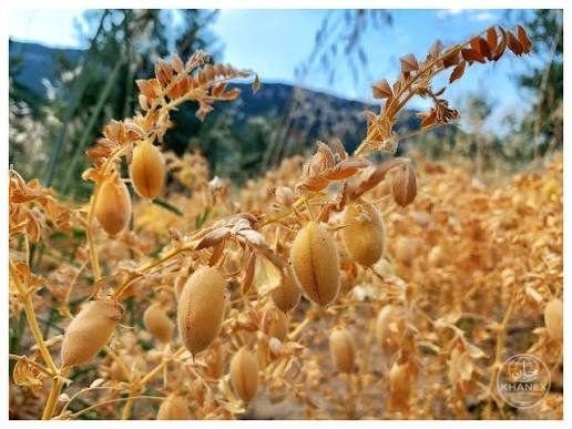 Chickpeas