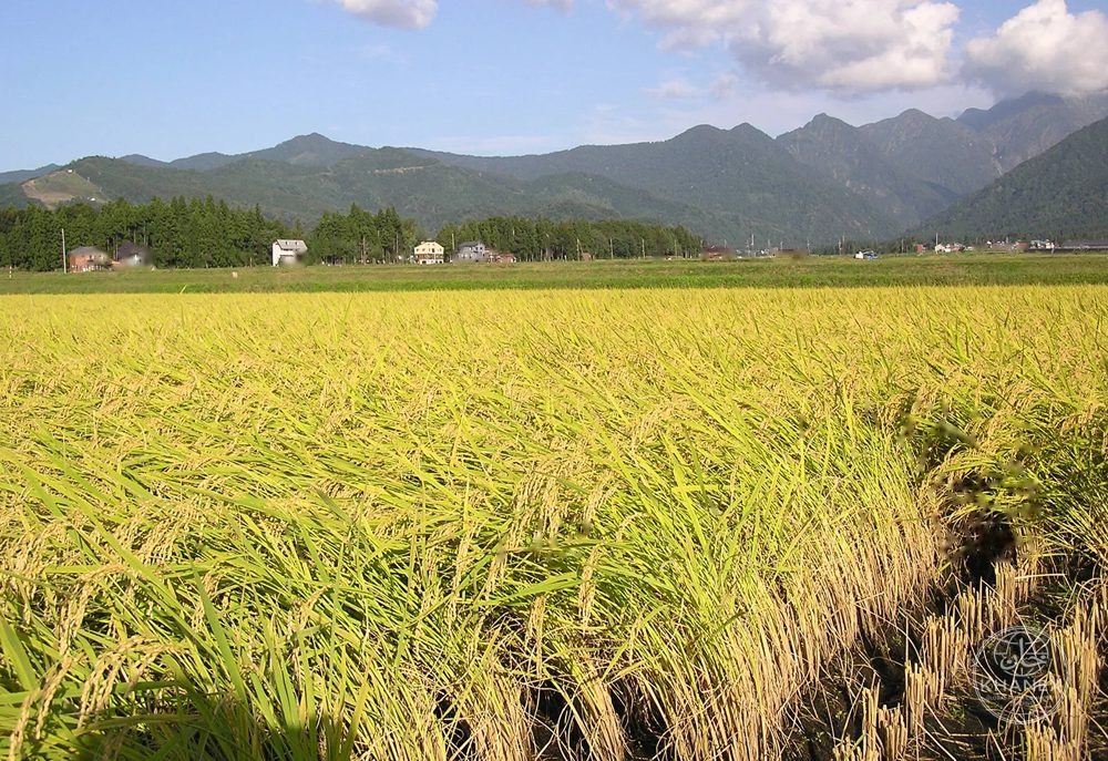Agricultural commodities