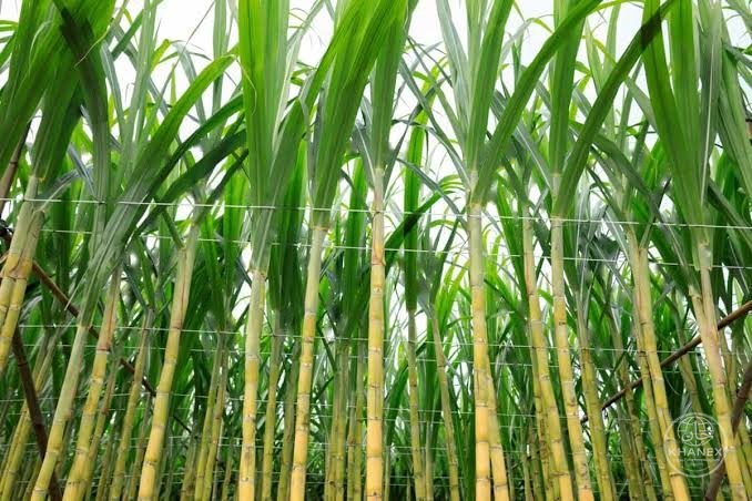 Sugarcane
