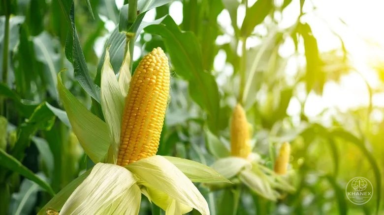 Corn / maize