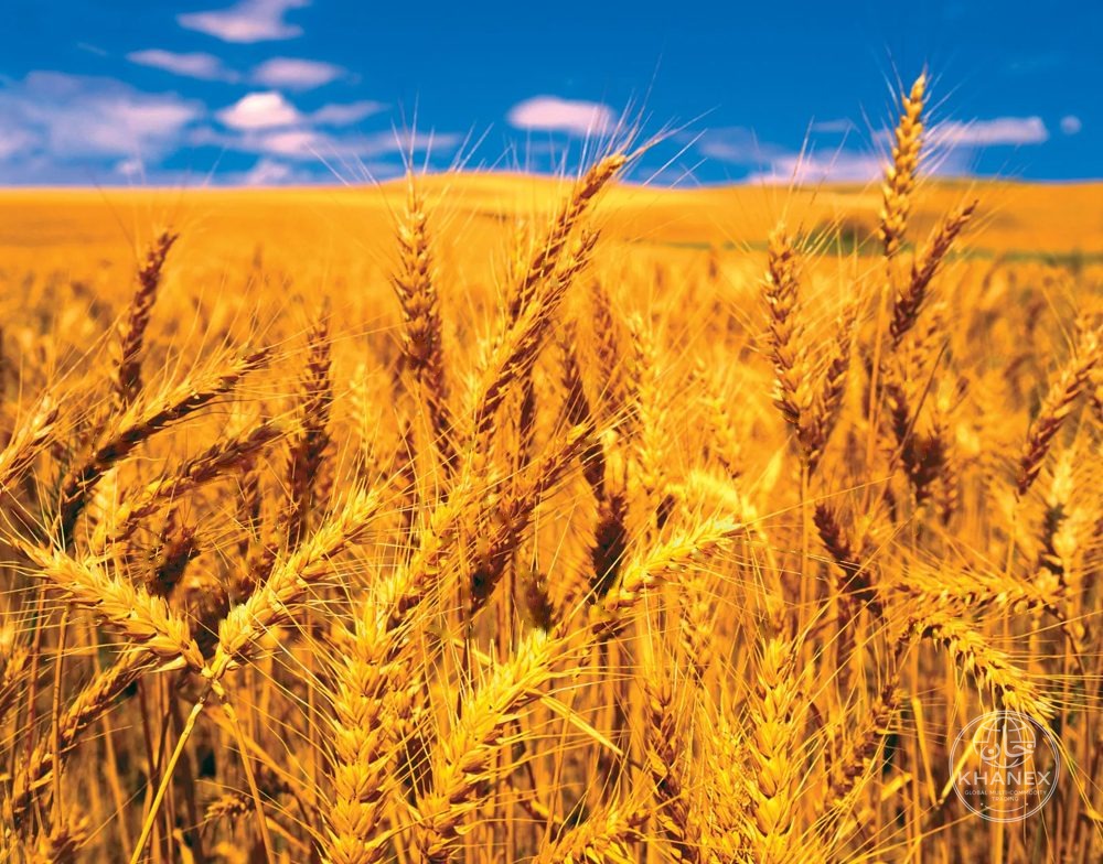 Wheat grain