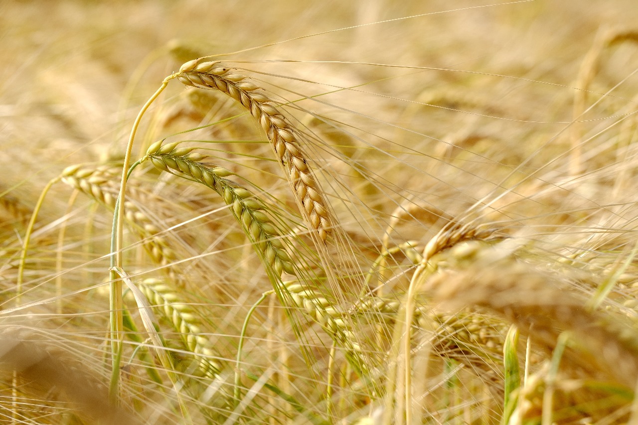 Agricultural Commodities